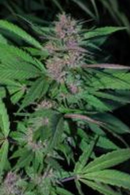 Featured Image of Pakistan Chitral Kush