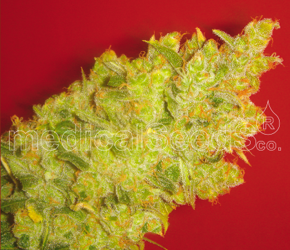 Featured Image of Jack La Mota