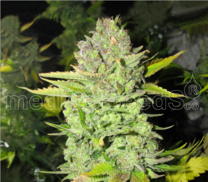 Featured Image of Devil Fruit