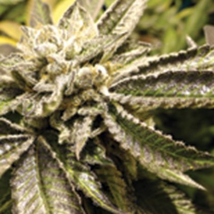 Featured Image of Canadian Kush