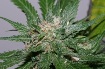 Featured Image of Sweet Pink Grapefruit