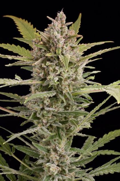 Featured Image of Critical + 2.0 Autoflowering