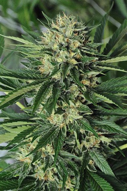 Featured Image of Dr Greenthumb'S Em-Dog