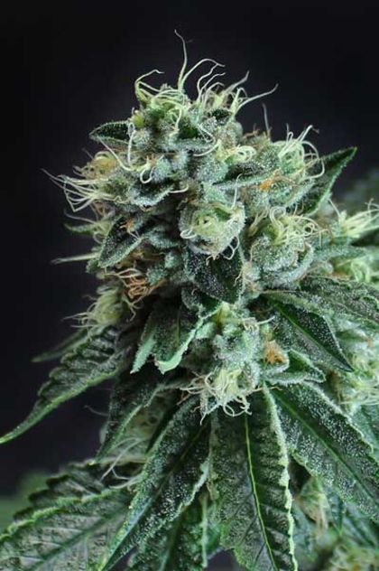 Featured Image of Jesus Og