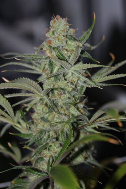 Featured Image of Galactic Jack