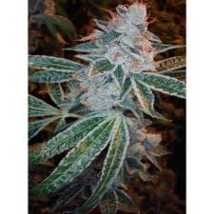Featured Image of Lemon Og Kush