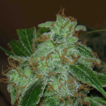 Featured Image of Mr. Dank's Golden Ticket