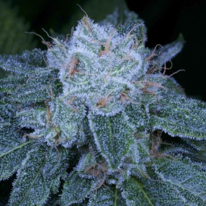 Featured Image of Hashbar Og