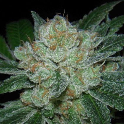 Featured Image of Hell Raiser Og