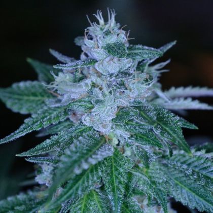 Featured Image of Rudeboi Og
