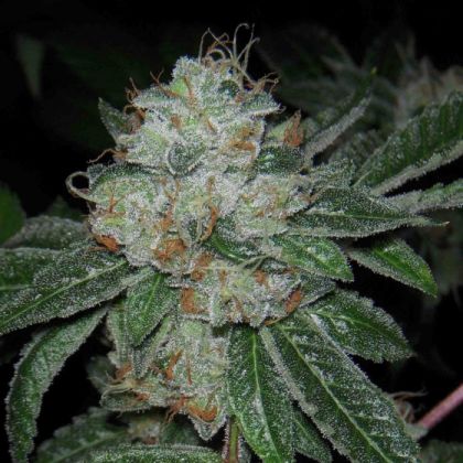 Featured Image of Casper Og