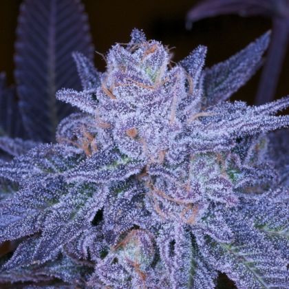 Featured Image of Grimace Og