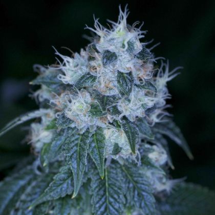 Featured Image of Hazmat Og