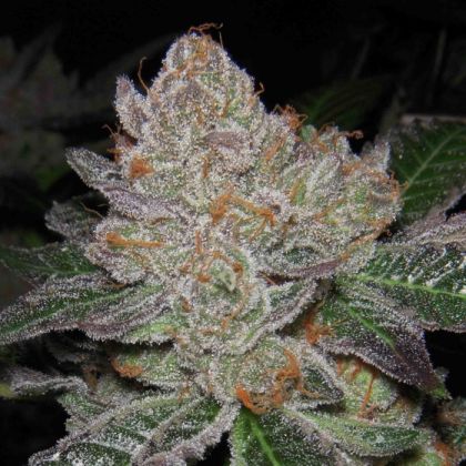 Featured Image of Grape Smuggler