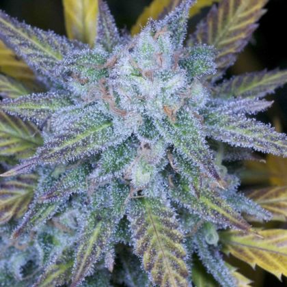 Featured Image of Lemon Amnesia