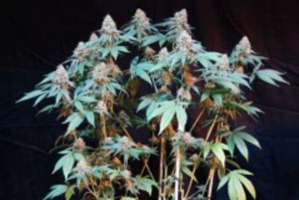 Featured Image of Cannalope Kush