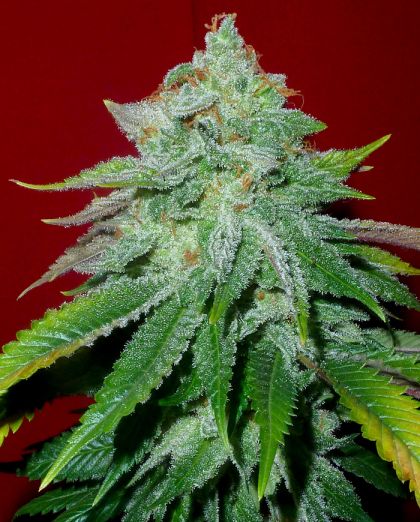 Featured Image of Starlet Kush