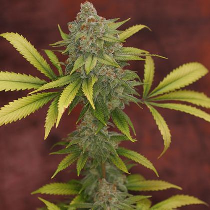 Featured Image of Sunshine Daydream