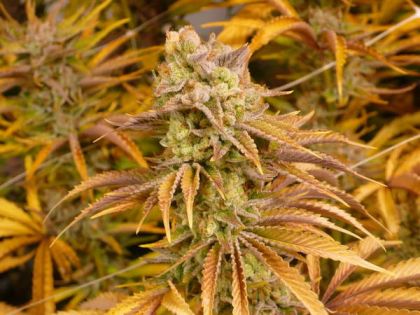 Featured Image of Mothers Milk