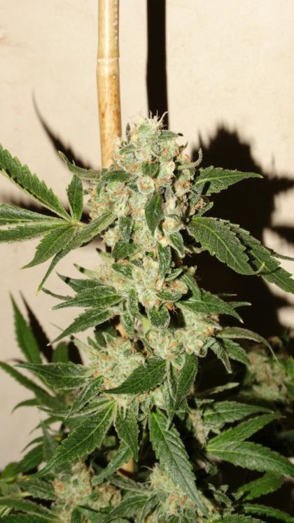 Featured Image of The Fuzz