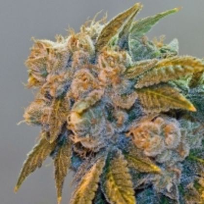 Featured Image of Chem Fire
