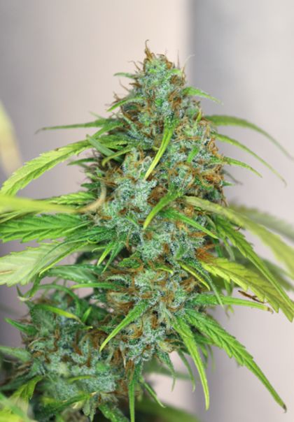 Featured Image of Afghan Haze - Bastard Series