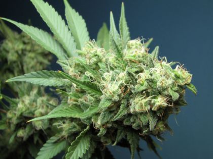Featured Image of Green Crack