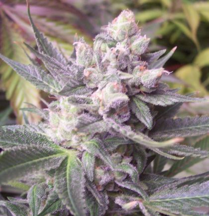 Featured Image of Double White Cheese