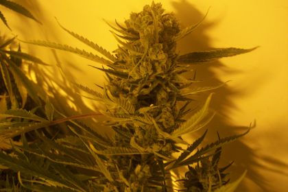 Featured Image of Cheese Bx1