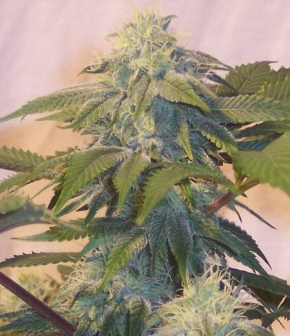 Featured Image of Bubbas Widow