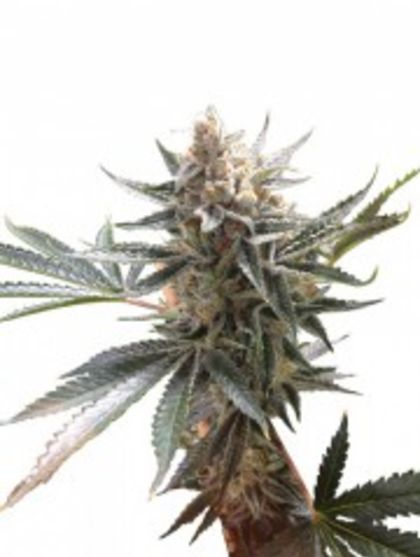 Featured Image of Tangie