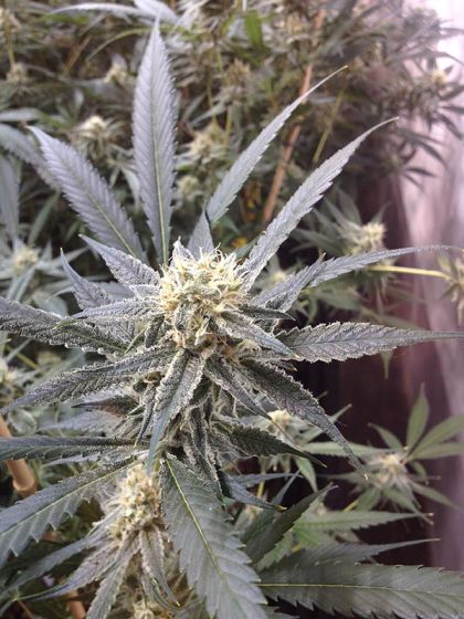 Featured Image of Strawberry Banana