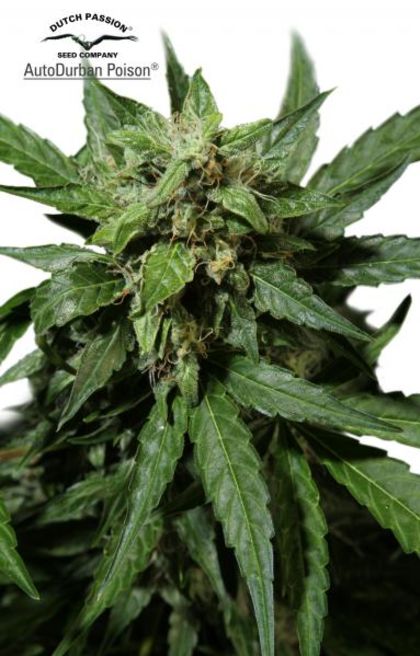 Featured Image of Auto Durban Poison