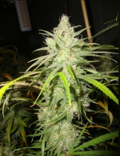 Featured Image of Loud Dreams