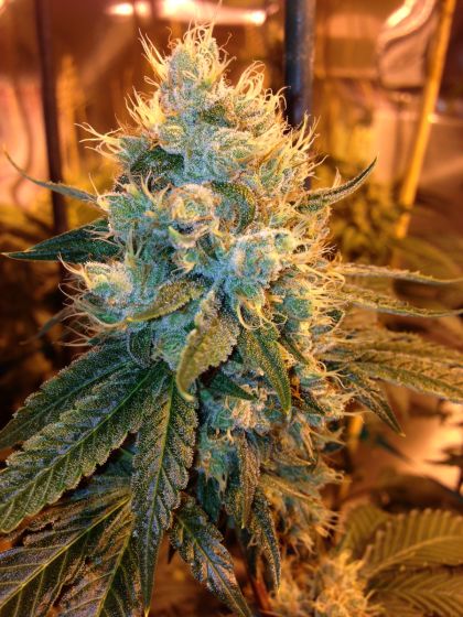 Featured Image of Ganja Farmer Og