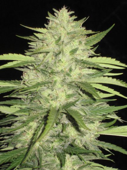 Featured Image of Skins Skunk