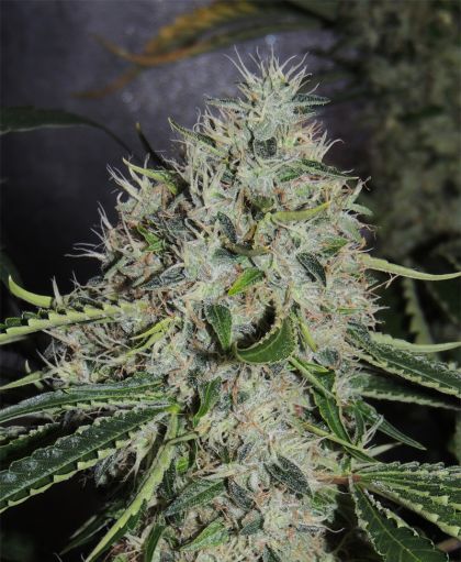 Featured Image of Dominator X Biker Ltd