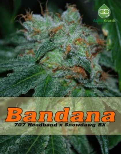 Featured Image of Bandana