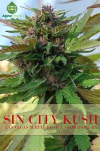 Featured Image of Sin City Kush