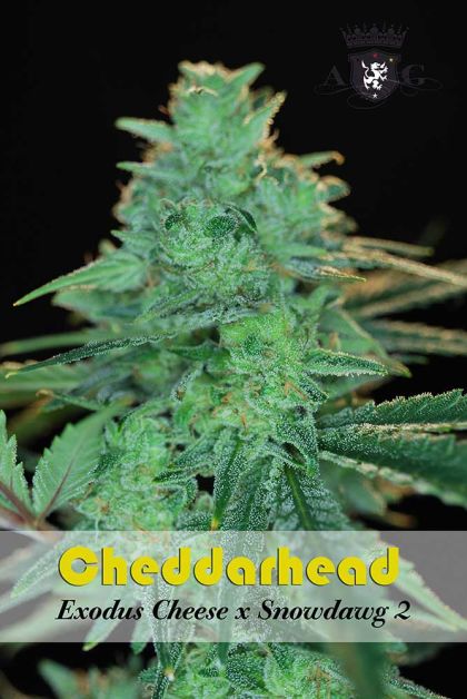 Featured Image of Cheddarhead