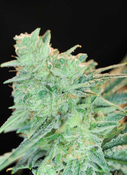 Featured Image of Rawdawg