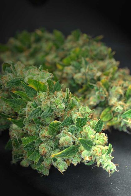 Featured Image of Skyscraper Kush