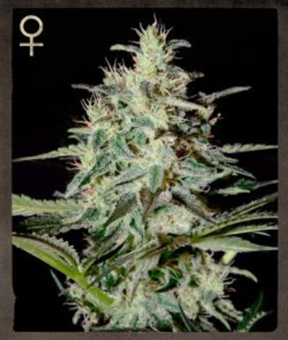 Featured Image of White Lemon