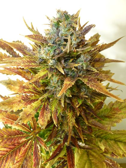 Featured Image of Auto Sour Diesel Haze