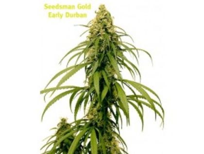 Featured Image of Early Durban