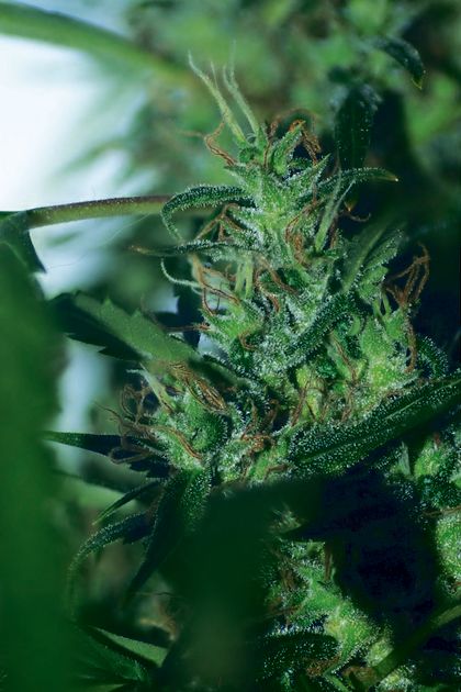 Featured Image of Hash Passion