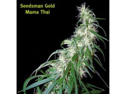 Featured Image of Mama Thai