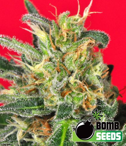Featured Image of Cluster Bomb