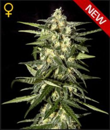 Featured Image of Jack Herer Auto