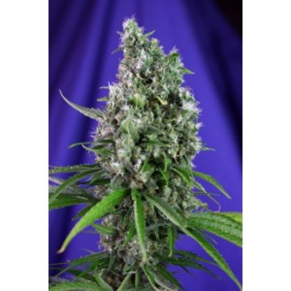 Featured Image of Sweet Trainwreck Auto